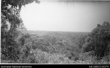 Forest in Papua New Guinea