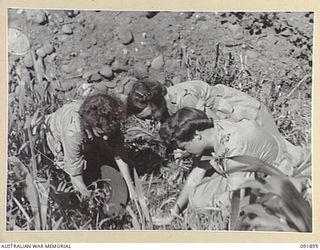 LAE, NEW GUINEA, 1945-05-18. PERSONNEL FROM AUSTRALIAN WOMEN'S ARMY SERVICE BARRACKS PEERING DOWN THE ENTRANCE OF A JAPANESE TUNNEL IN THE SIDE OF A HILL. THEY ARE TAKING PART IN A TOUR OF THE AREA ..