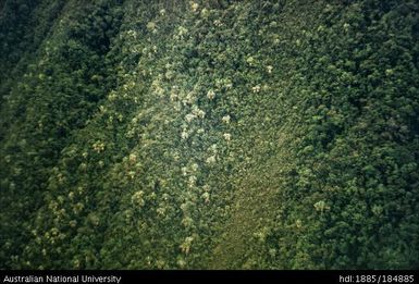 Goroka - Port Moresby - slopes of Mt Karimui with pandanus