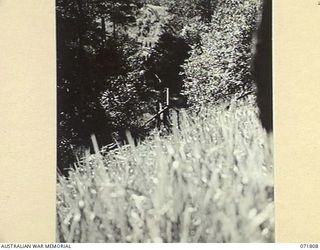 ILOLO, NEW GUINEA, 1944-03-30. NATIVE CARRIERS FROM THE NATIVE LABOUR CAMP AT THE AUSTRALIAN NEW GUINEA ADMINISTRATIVE UNIT CARRYING TIMBER CUT FROM THE HILLS