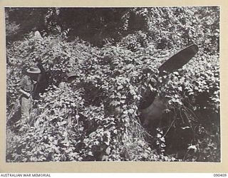 BUT, NEW GUINEA. 1945-04-02. A "LILY" JAPANESE BOMBER, OVERGROWN BY TROPICAL VEGETATION BESIDE THE AIRSTRIP. IT IS BEING EXAMINED BY SERGEANT G. GOVETT (1), AND PRIVATE A. WILKIE (2), 6 DIVISION ..