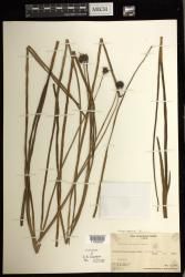 Haplopteris elongata