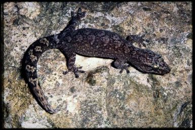 Bavayia aff. cyclura sp.5