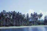 East Coast of Bougainville, Inus plantation, [Papua New Guinea, 1963?]