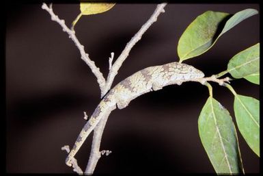 Eurydactylodes agricolae