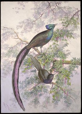 Princess Stephanie's bird of paradise, Astrapia stephaniae / Ellis Rowan