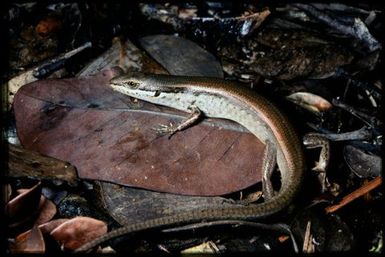 Skink sp.