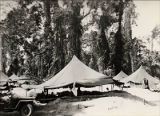 Army tents in the woods, New Caledonia, 1940s