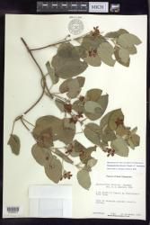 Stigmaphyllon discolor