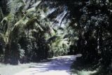 French Polynesia, road through dense jungle in Bora Bora