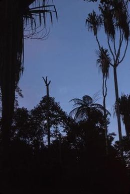 [Palms and trees from Papua New Guinea]