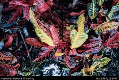 French Polynesia - Plants