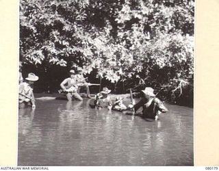 SIAR, NEW GUINEA. 1944-07-04. VX143572 PRIVATE T. OSBORNE, 57/60 INFANTRY BATTALION, 15TH INFANTRY BRIGADE (2), ASSISTS VX140470 PRIVATE N.E. PLANT, (1), TO NEGOTIATE MUD IN A MANGROVE SWAMP