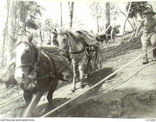 1942-10-09. A LINK IN THE NEW GUINEA TRANSPORT CHAIN IS THE "PONY EXPRESS" WHICH TAKES OVER FROM THE POINT AT WHICH MECHANICAL TRANSPORT CEASES. (NEGATIVE BY BOTTOMLEY)