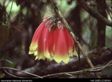 Bell flowers of the montane forest on the Muller Range