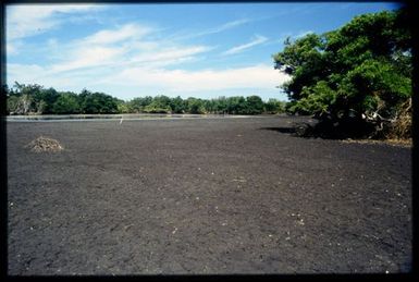 Mangrove forest