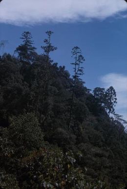 [Trees and plants on mountain, Papua New Guinea]