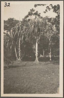 Palm trees in the Botanical Gardens, Rabaul, New Britain Island, Papua New Guinea, approximately 1916