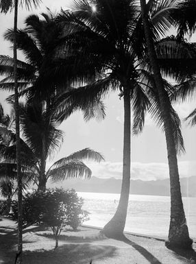 [Tropical coastline scene of coconut trees and sea in background]