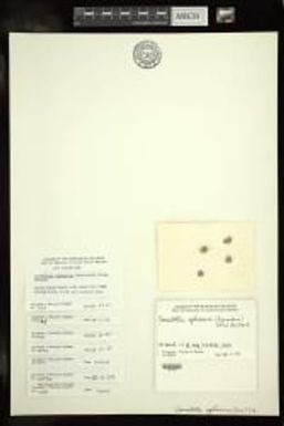Bornetella sphaerica