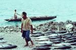 Whole fish laid out as decreed by elder, Kalolo Mika (note each inati received a whole fish)