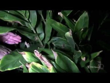 PBS Hawaii - HIKI NŌ Episode 518 | Hawaii Preparatory Academy | Coqui Frogs