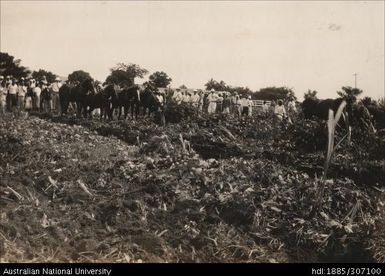 Rarawai Agricultural Show