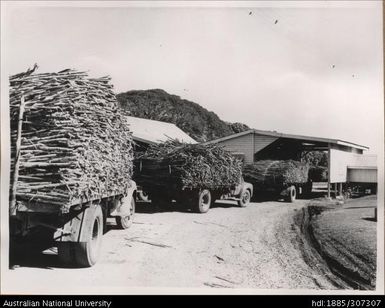 Cane arriving at Mill