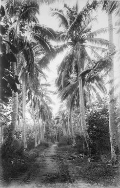 Coconut palms, Rarotonga, Cook Islands - Photograph taken by George Dobson Valentine