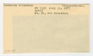 [Ascarina solmsiana in New Caledonia, envelope IE41-125]