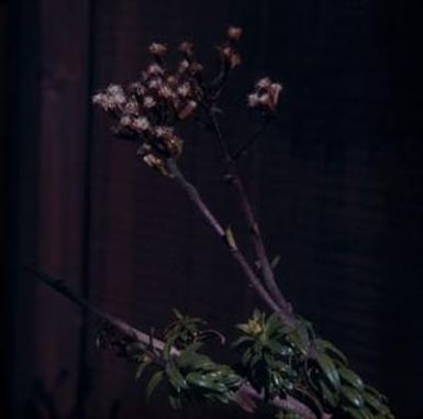 [Deutzia scabra on Big Island, United States]