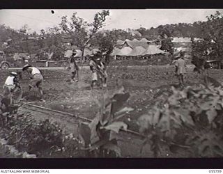 NEW GUINEA. 1943-08-20. CHINESE COOLIE LABOURERS, CAPTURED FROM THE JAPANESE, WORKING IN THE VEGETABLE GARDENS AT THE 2/9TH AUSTRALIAN GENERAL HOSPITAL