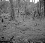 Safeau. Stone way or division from south.
