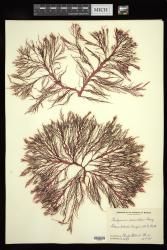 Halymenia durvillei