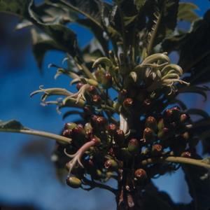 [Delissea undulata close-up from Pu’ulehua, United States]