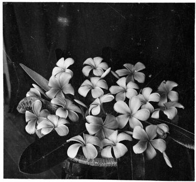 Frangipanni arrangement, Rabaul, New Guinea, ca. 1936 / Sarah Chinnery