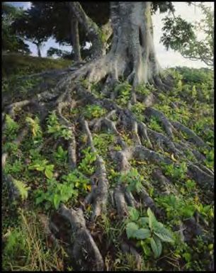 Banyan tree, Fiji, 1994 / Peter Dombrovskis