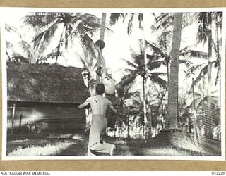 MILNE BAY, NEW GUINEA. 1943-06-26. QX36373 WARRANT-OFFICER (I) C.E. TUCKER AND QX44113 STAFF-SERGEANT K.T. QUINN (CATCHING BALL), "G" STAFF, 5TH AUSTRALIAN DIVISION PLAYING VOLLEY BALL