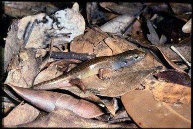 Skink sp.