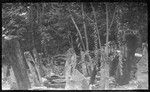 String of rings hanging from branches