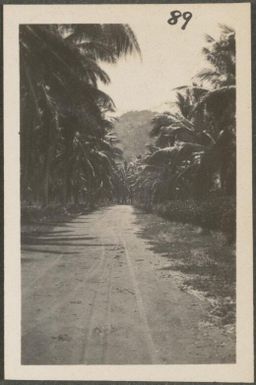 Road through coconut plantation, New Britain Island, Papua New Guinea, approximately 1916, 1