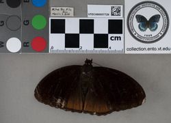 Nymphalidae (Rafinesque, 1815)