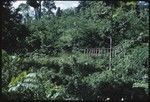 A platform in the bush