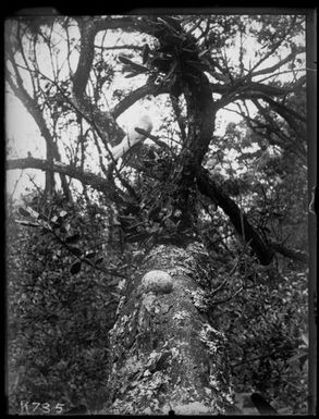 White Tern : egg on branch, Metrosideros tree