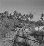 Cane train at Fiji