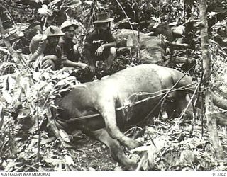 1942-12-01. NEW GUINEA. WAIROPI. HORSES SLAUGHTERED BY JAPANESE. IN THIS AREA OVER 50 DEAD HORSES WERE FOUND. (NEGATIVE BY G. SILK)