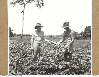 12 MILE, LALOKI RIVER, NEW GUINEA. 1943-11-15. P121 LIEUTENANT T. A. OLSSON, OFFICER COMMANDING (LEFT) AND HIS BROTHER, NG2369 STAFF SERGEANT T. C. OLSSON, EXAMINING TURNIPS AT THE FARM OF THE 3RD ..