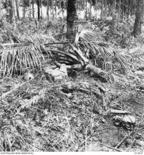 1942-12-28. PAPUA. BY EXPERIENCE ALLIED TROOPS HAVE LEARNED TO TAKE NO CHANCES WITH ENEMY TREE TOP SNIPERS. EVERY TREE TOP THAT COULD HOUSE SNIPERS WAS SPRAYED WITH HUNDREDS OF ROUNDS FROM ..