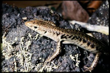 Phasmasaurus maruia
