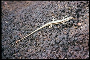 Phasmasaurus maruia
